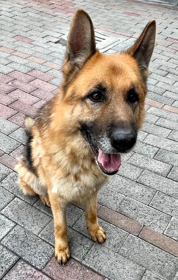 RAMOS PASTORE TEDESCO Foto 4